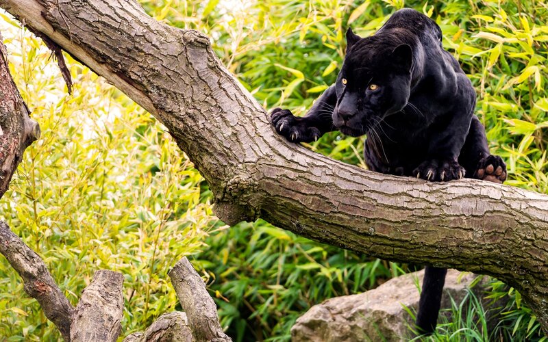 Black Panther on Tree Branch — Alert, Afternoon