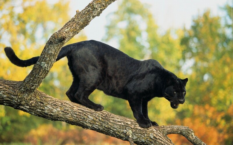 Black Panther on Tree Branch — Alert, Autumn, Photograph