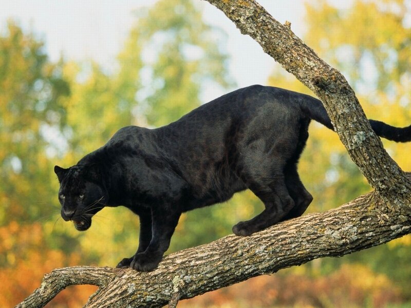 Black Panther on Tree Branch — Alert, Autumn