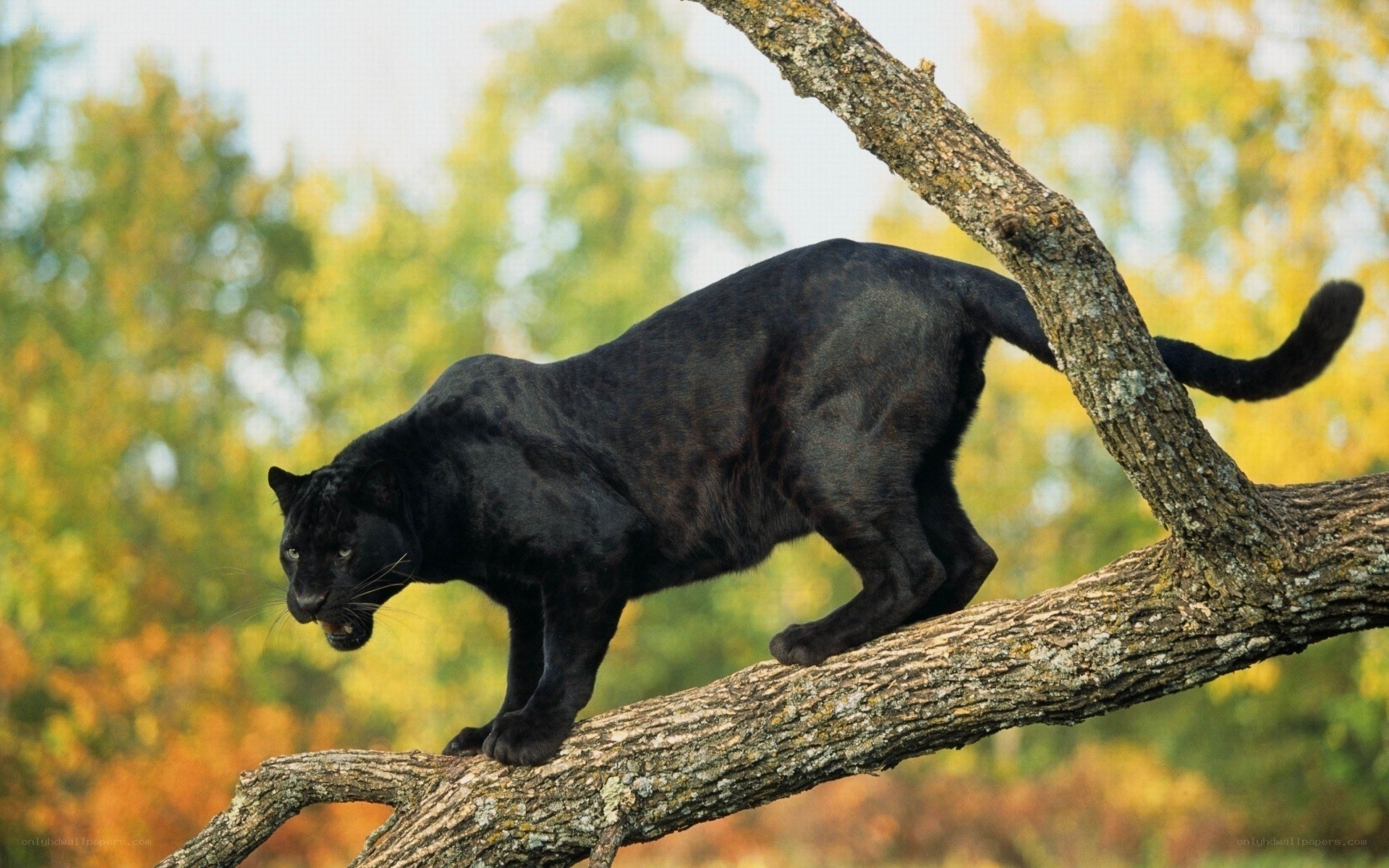 Black panther on tree branch