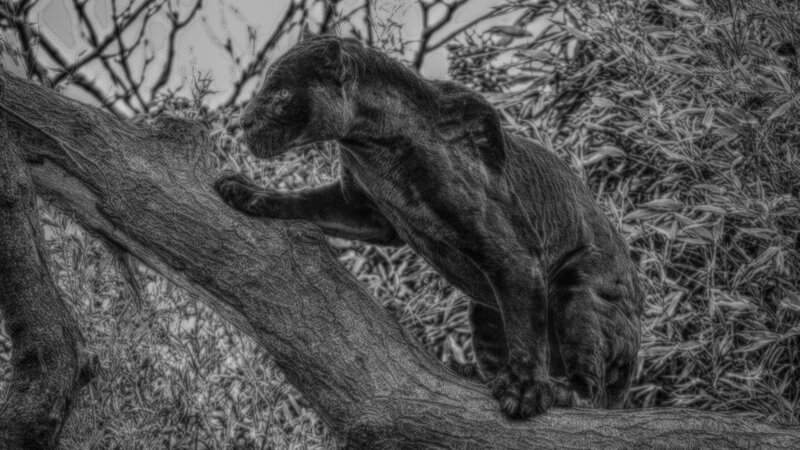 Black Panther on Tree — Dramatic
