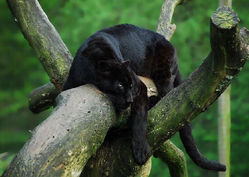 Black Panther on Tree
