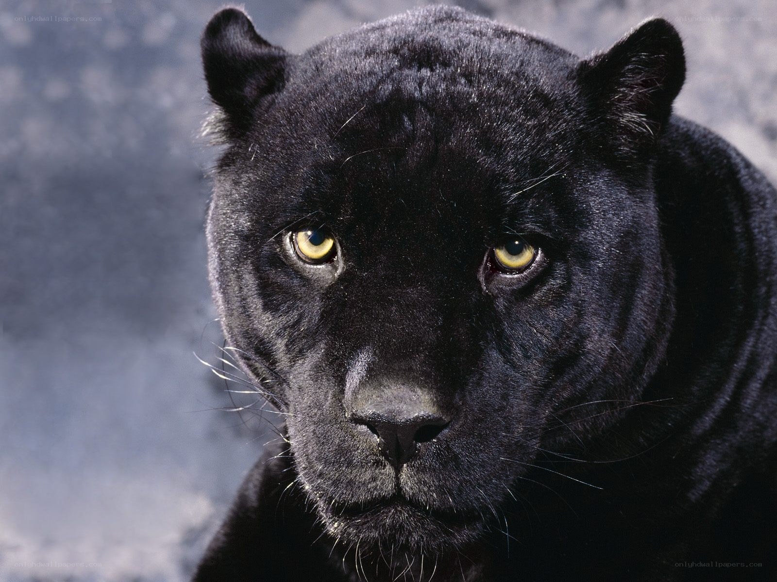 black panther portrait