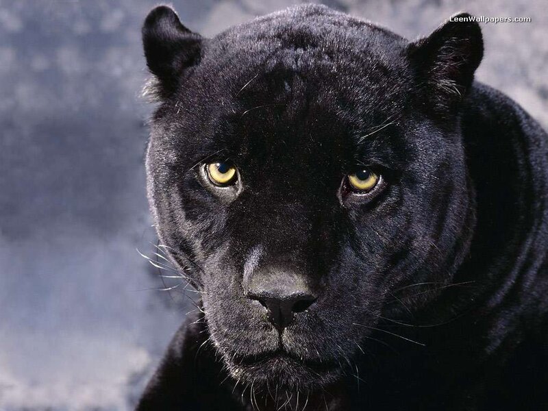 Black panther portrait