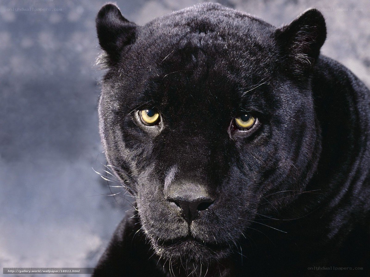 Black panther portrait