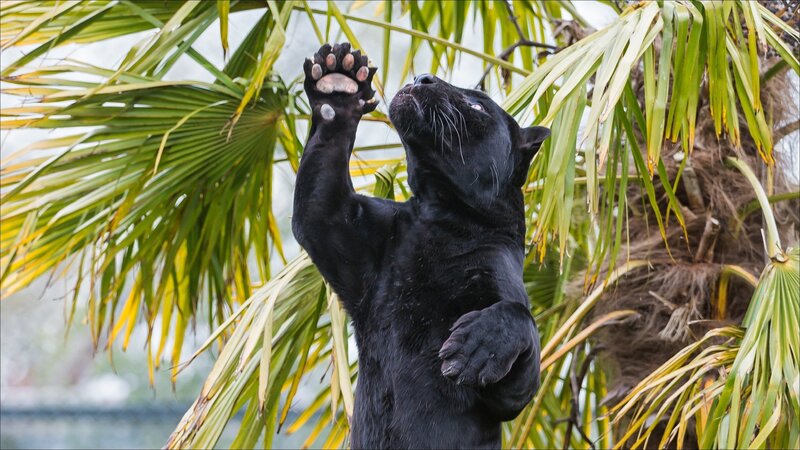 Black Panther Reaching Up