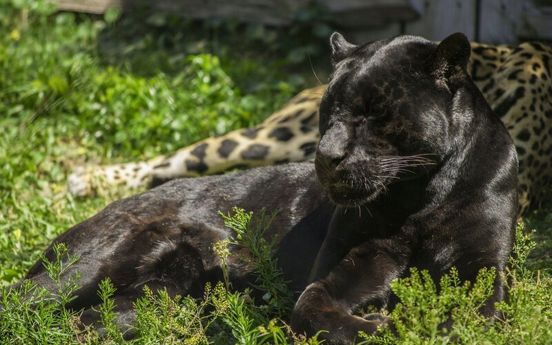 Black Panther Resting — Calm, Afternoon, Photograph, Grass