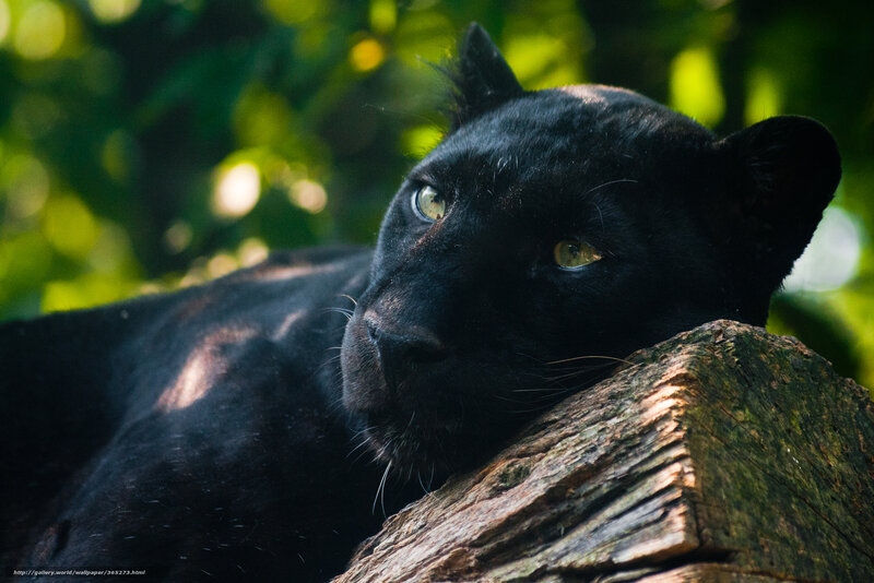 Black Panther Resting — Calm, Afternoon, Photograph, Log, Forest