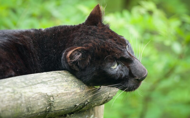 Black Panther Resting — Calm, Afternoon, Photograph, Log, Green Foliage