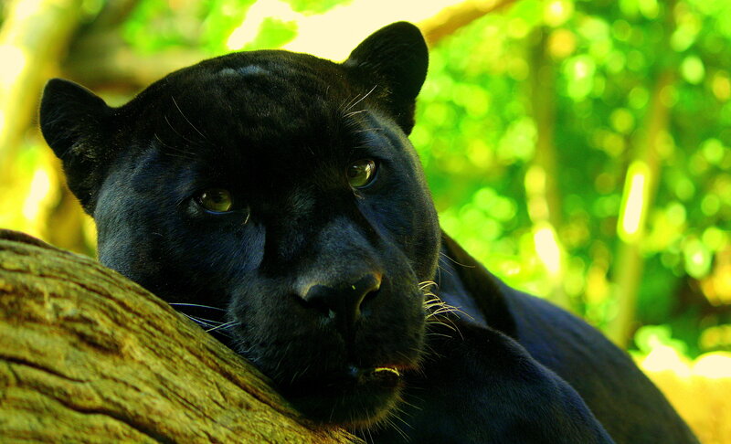 Black Panther Resting — Calm, Afternoon, Photograph