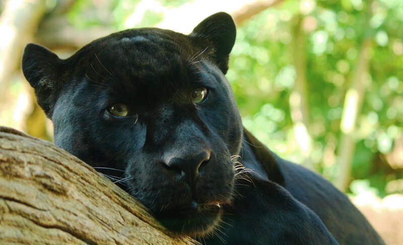Black Panther Resting — Calm, Afternoon, Photograph, Tree Trunk, Forest