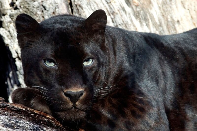Black Panther Resting — Calm, Afternoon, Photograph, Tree Trunk