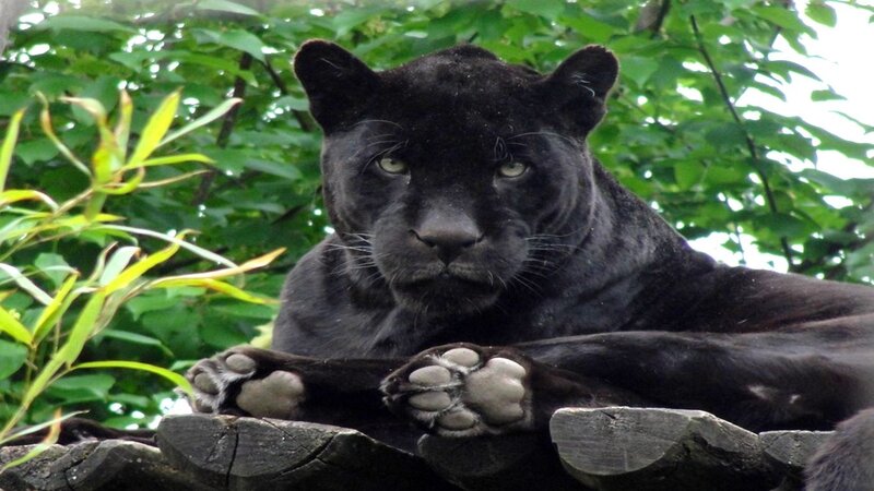 Black Panther Resting — Calm, Afternoon, Photograph, Trees