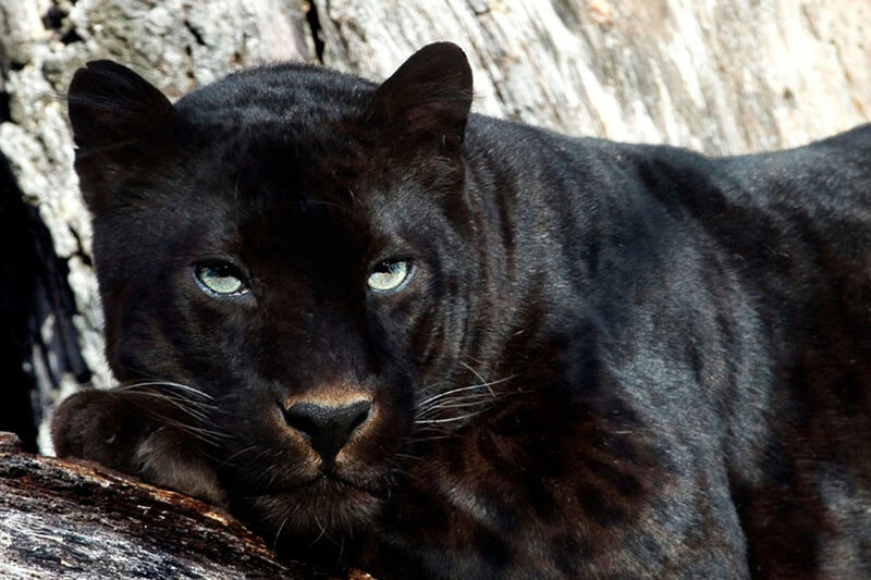 Black Panther Resting — Calm, Afternoon
