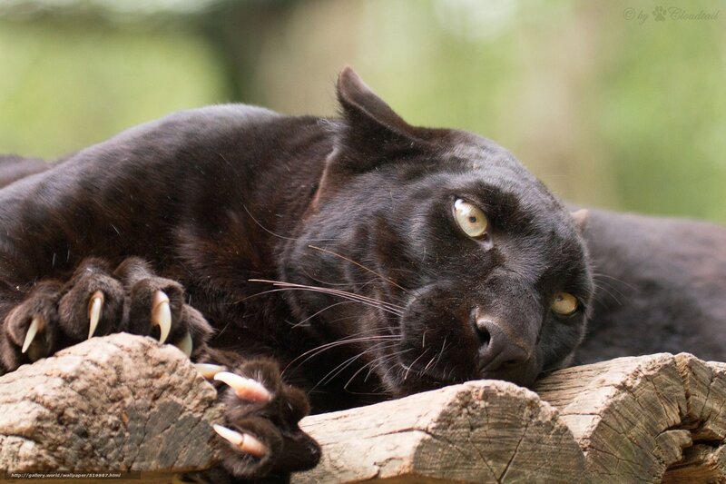Black Panther Resting — Calm, Photograph, Log, Forest