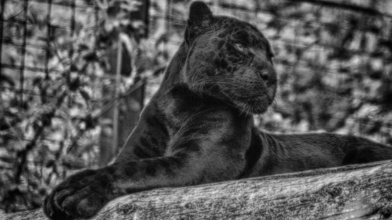 Black Panther Resting — Calm, Photograph, Log