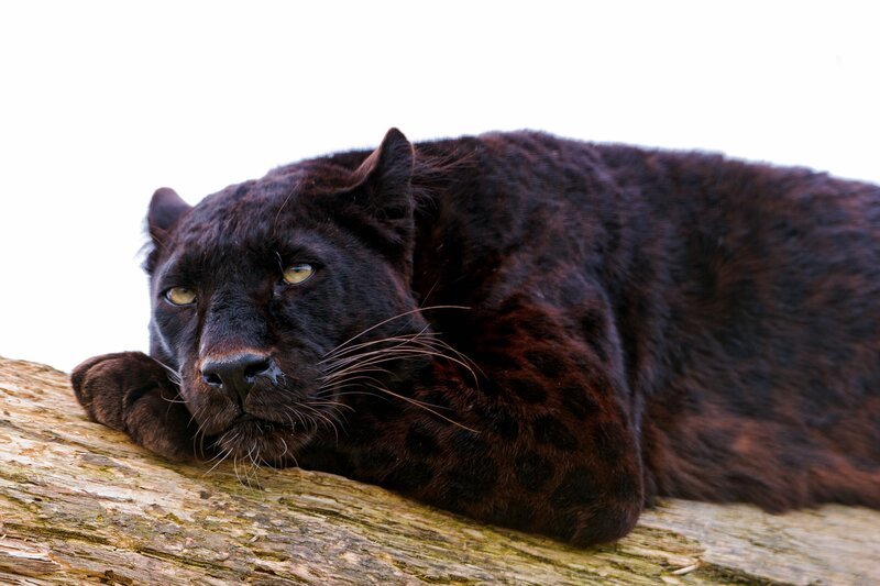 Black Panther Resting — Calm, Photograph, Log, Whiskers