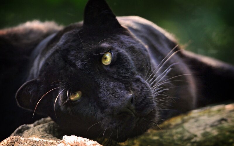 Black Panther Resting — Calm, Photograph, Rock, Forest
