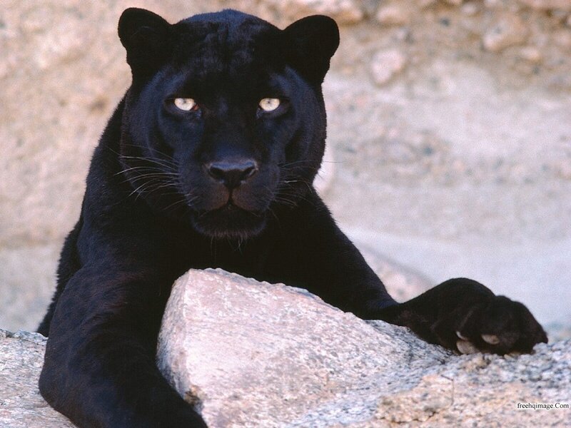 Black Panther Resting — Calm, Photograph, Rock, Stone