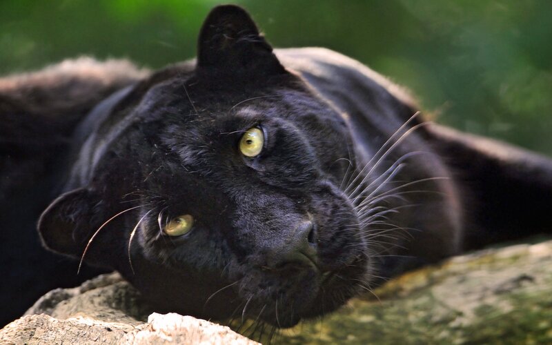 Black Panther Resting — Calm, Photograph, Rock