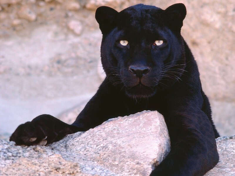 Black Panther Resting — Calm