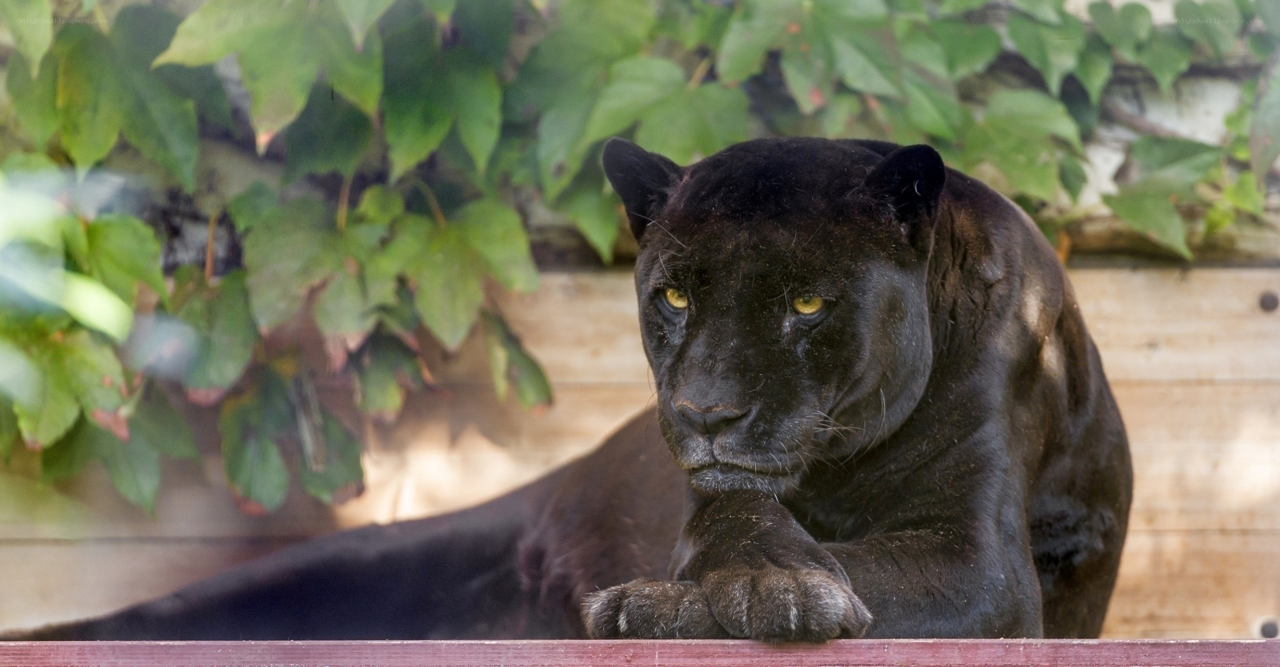 Black panther resting in enclosure