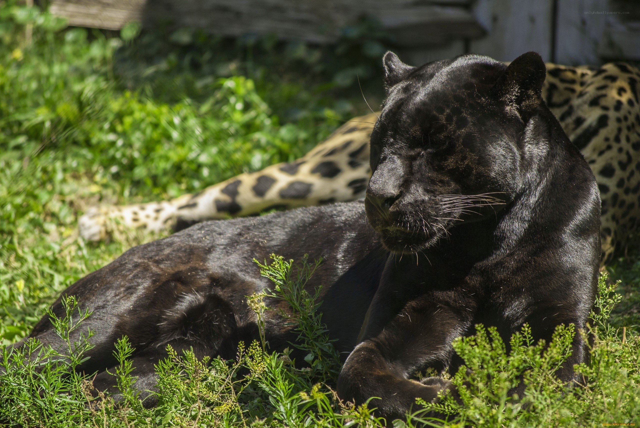 Black panther resting in grass
