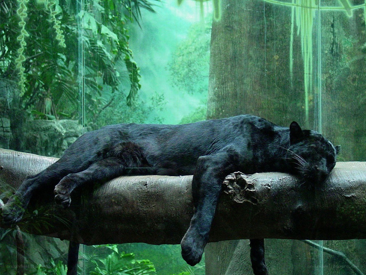 Black panther resting on a branch