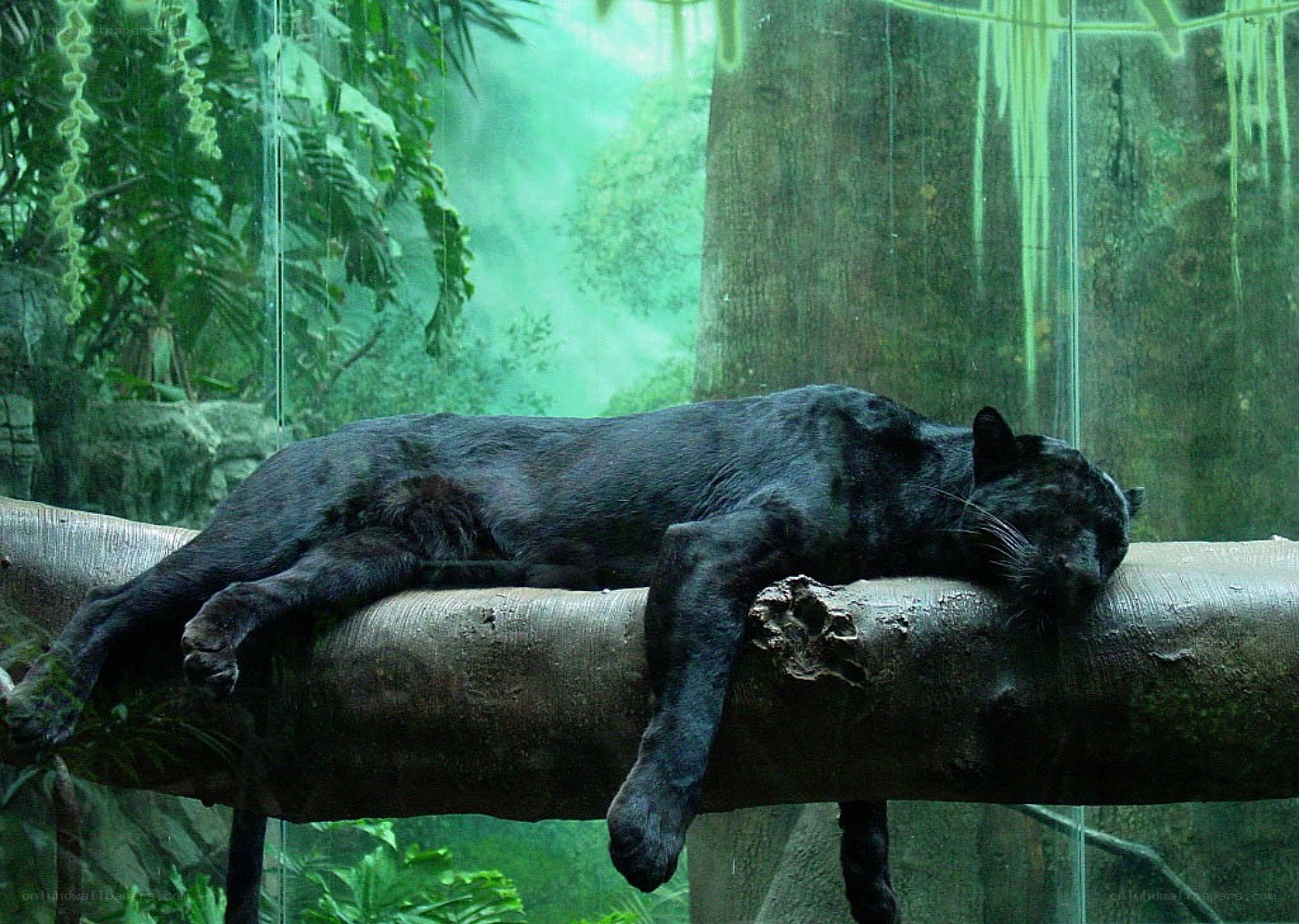 Black panther resting on a branch