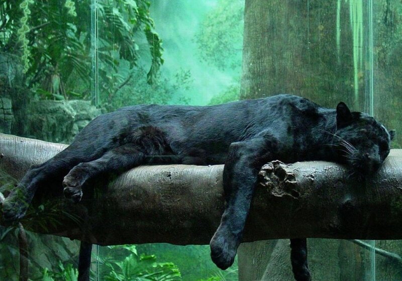 Black panther resting on a branch