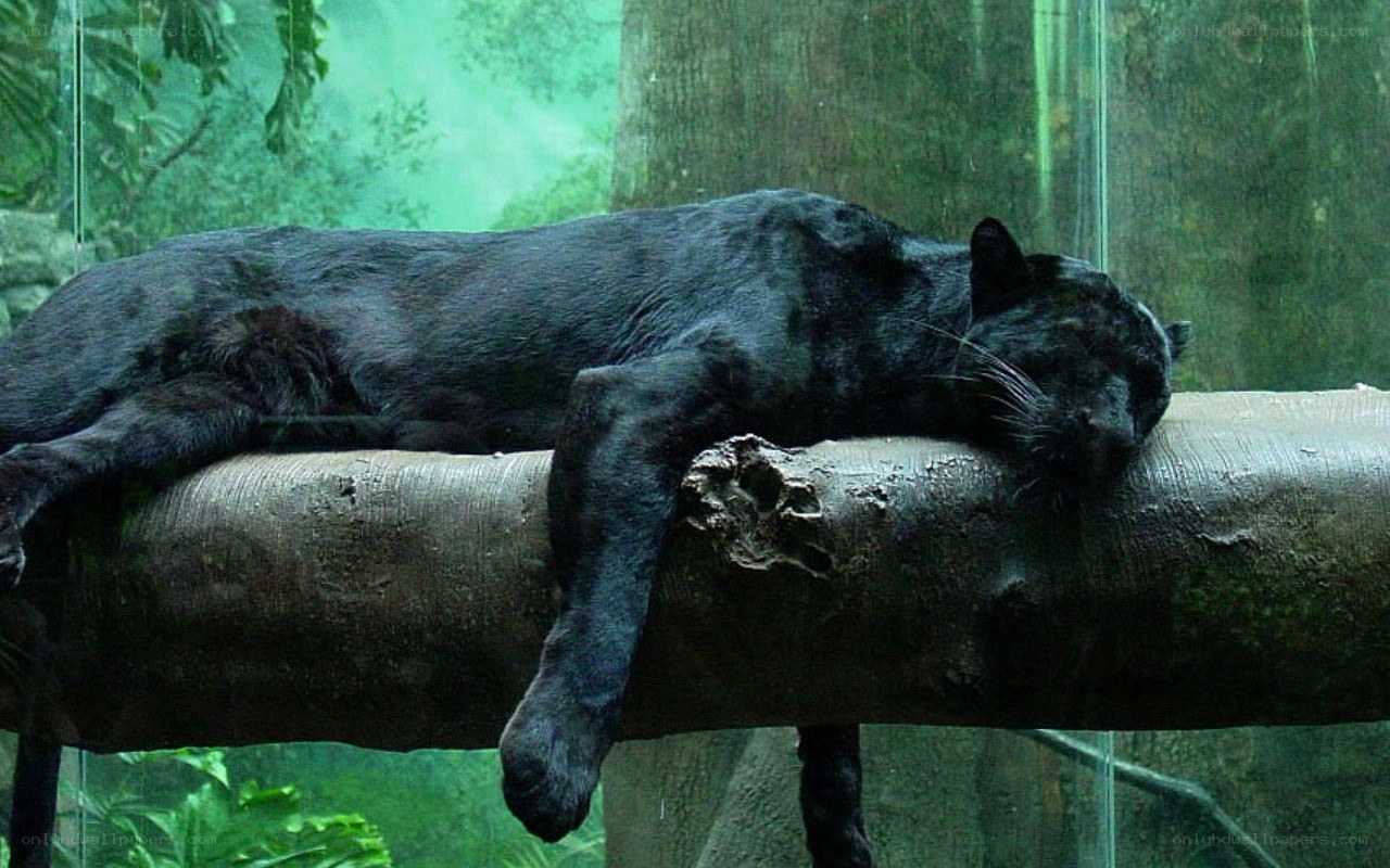 Black panther resting on a log