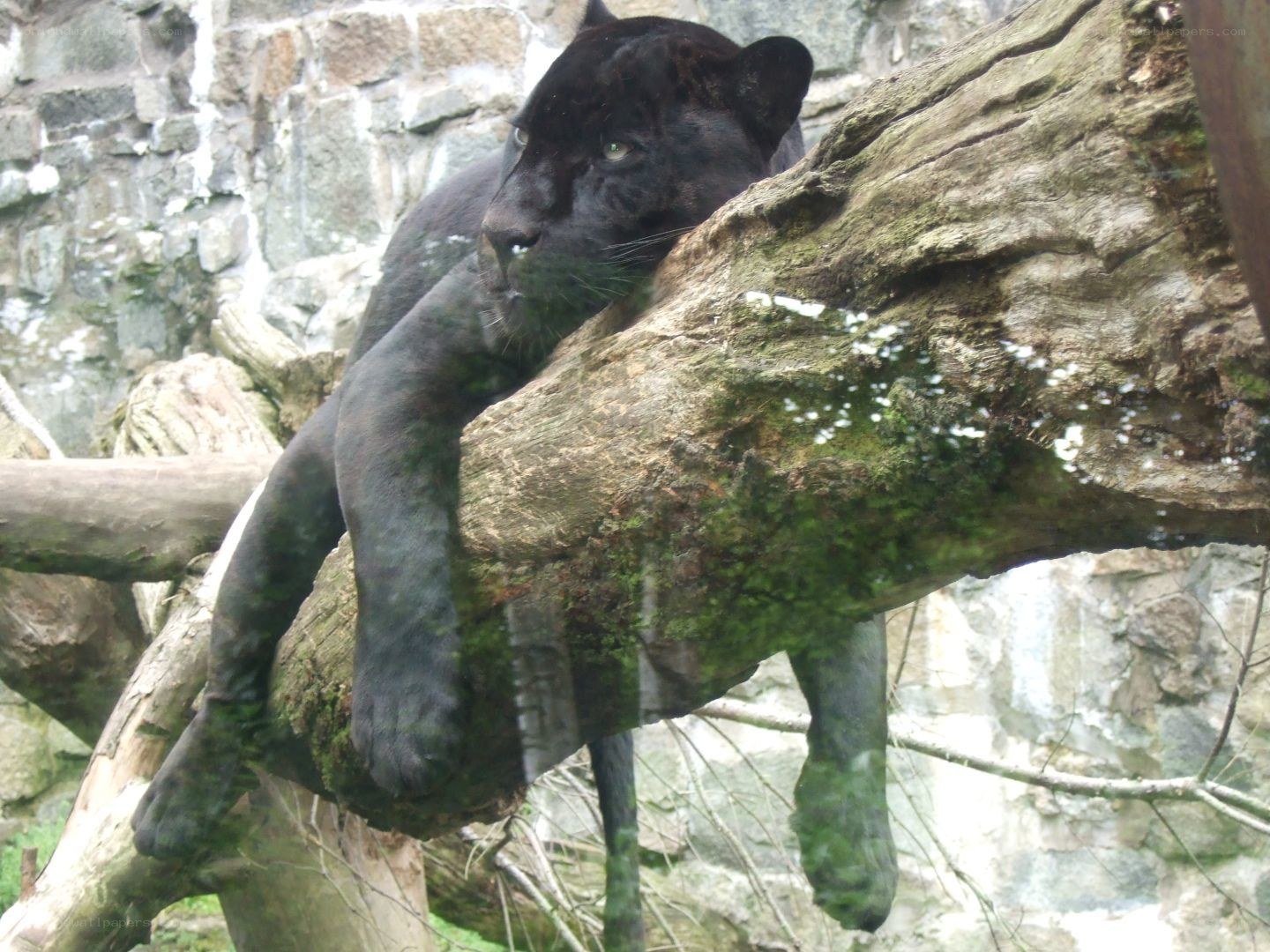 Black panther resting on a log