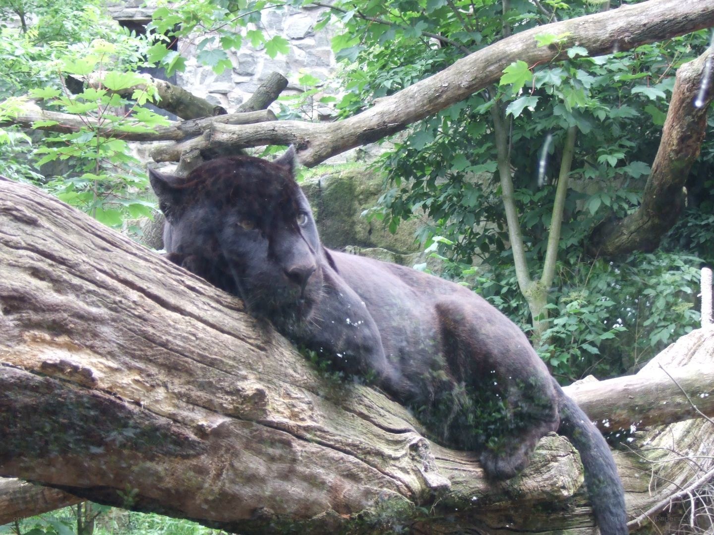 Black panther resting on a log