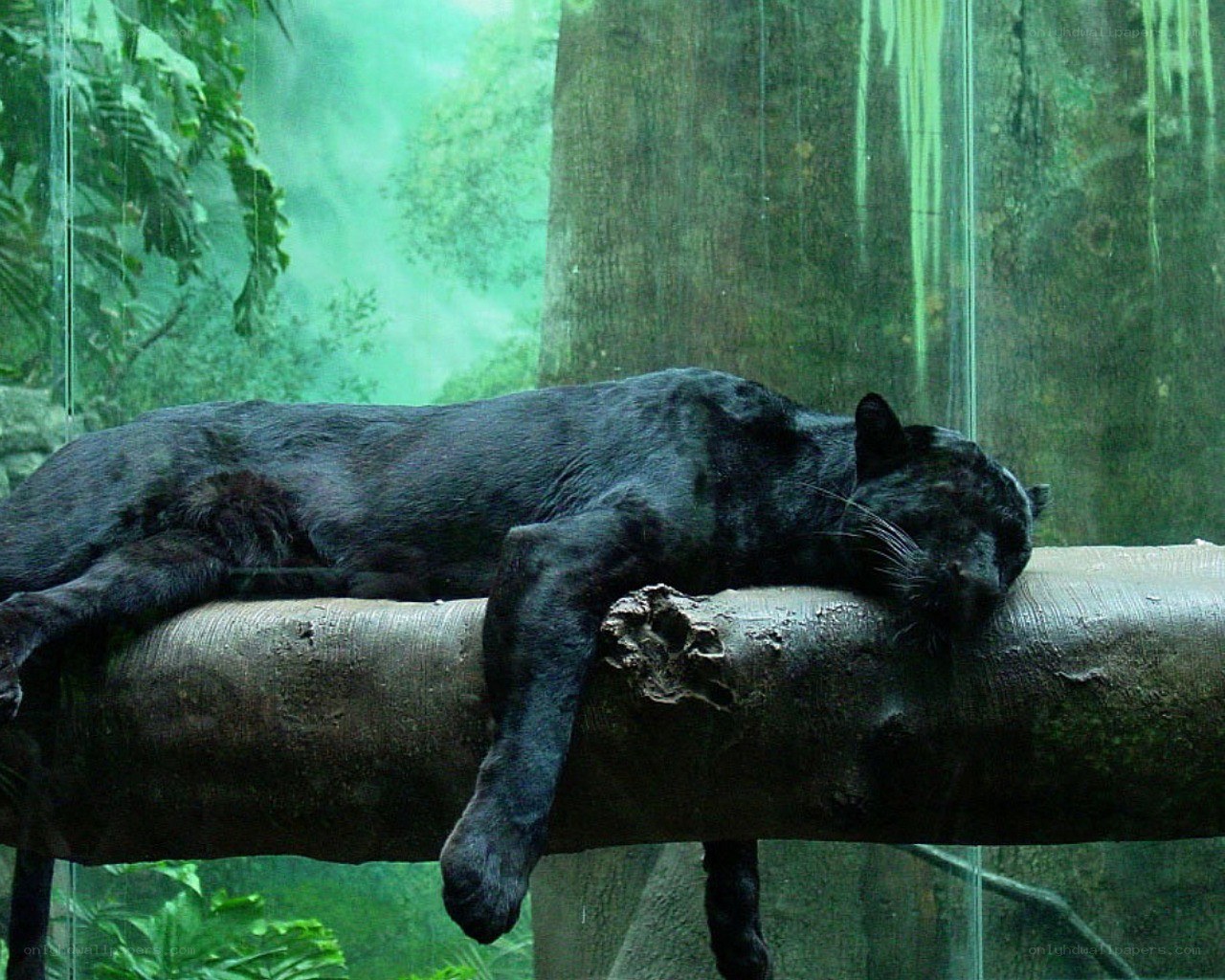 Black panther resting on a log