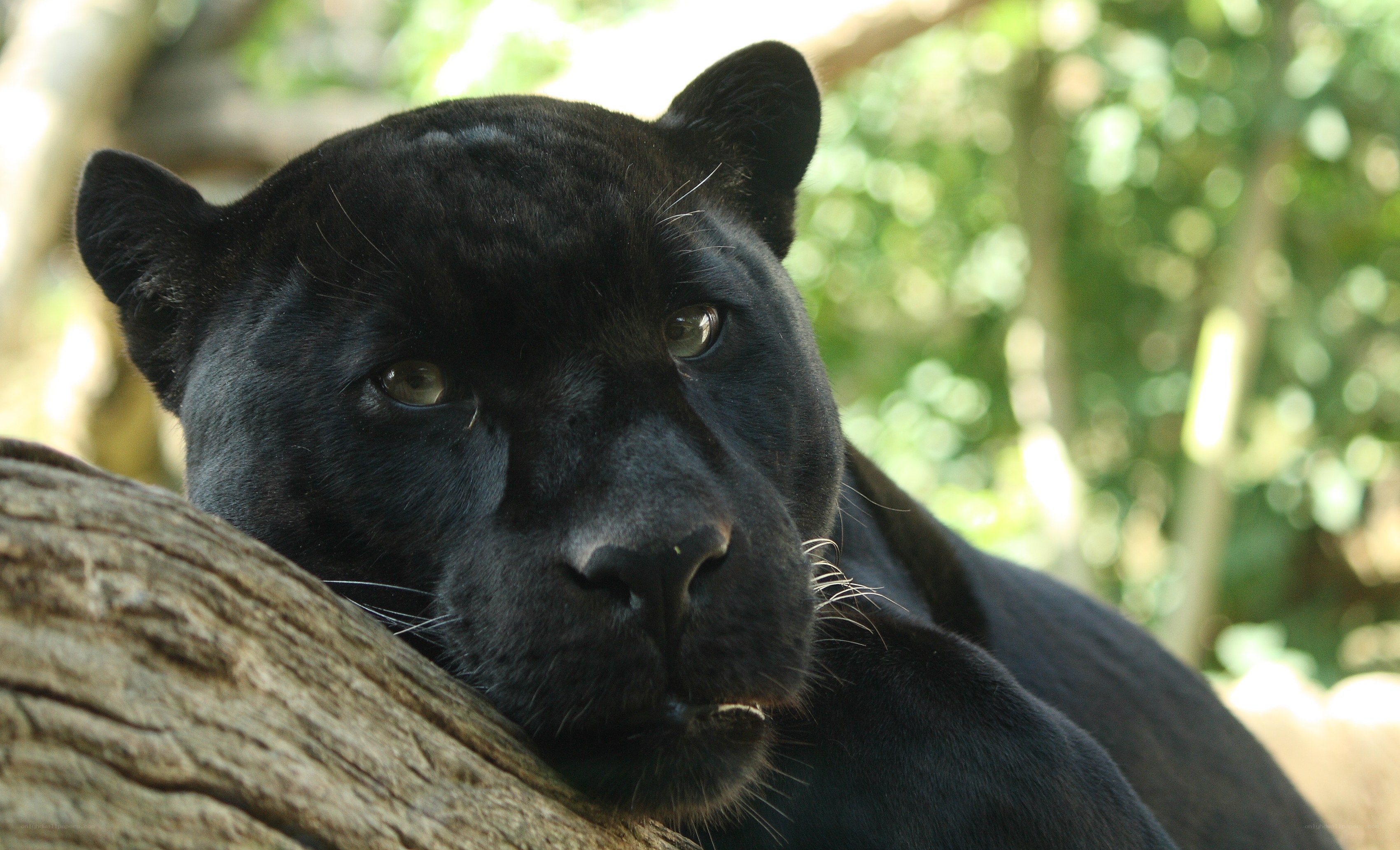 Black panther resting on log