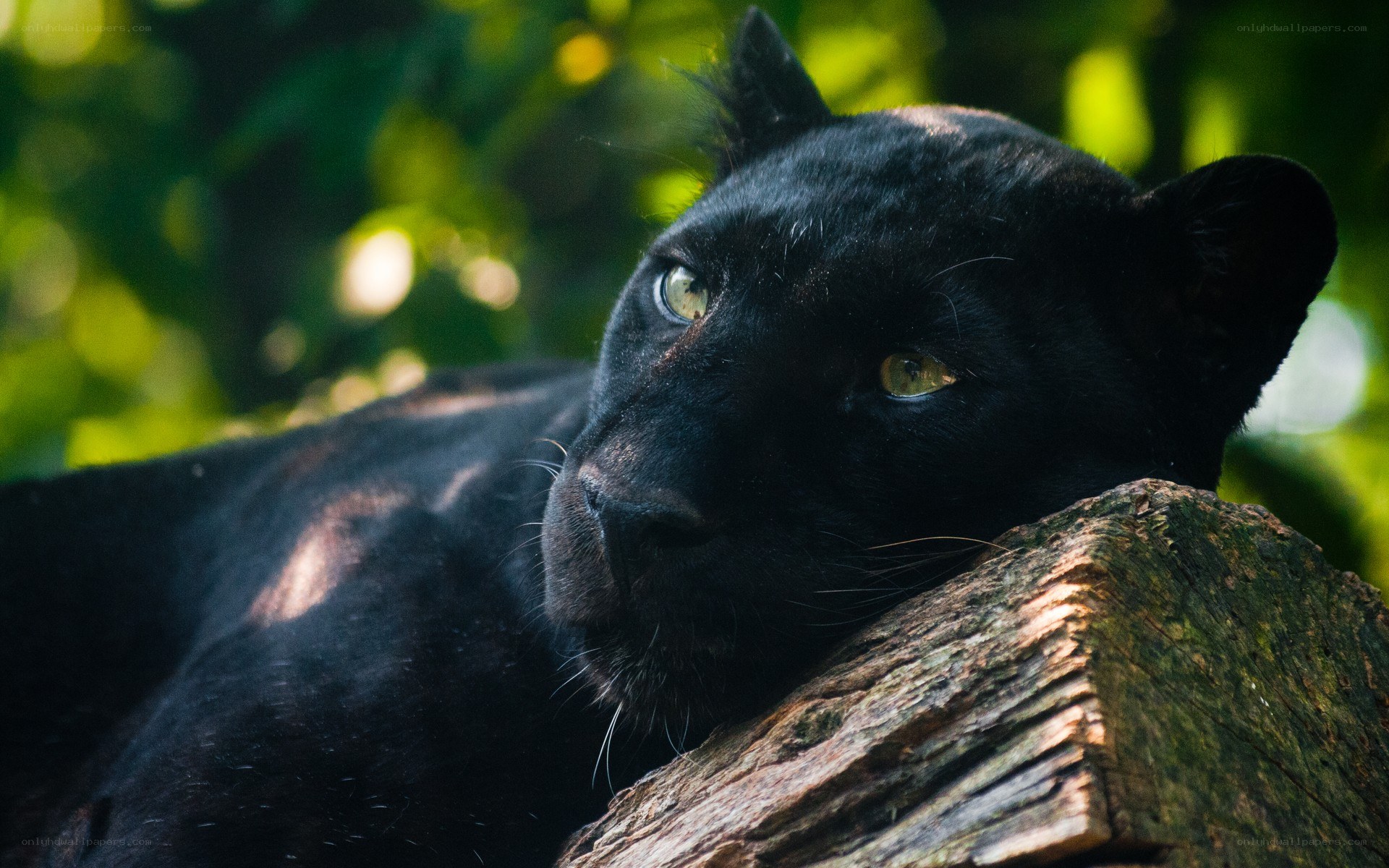 Black panther resting on log