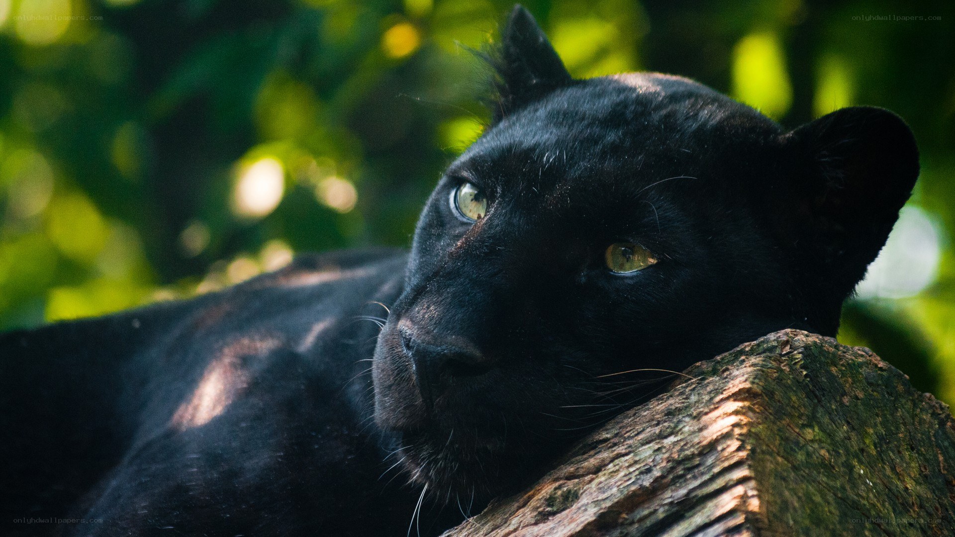 black panther resting on log