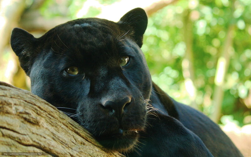 Black panther resting on log