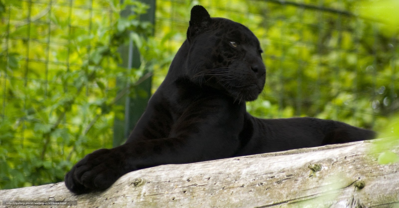 Black panther resting on log