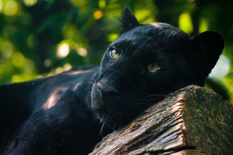 Black panther resting on log