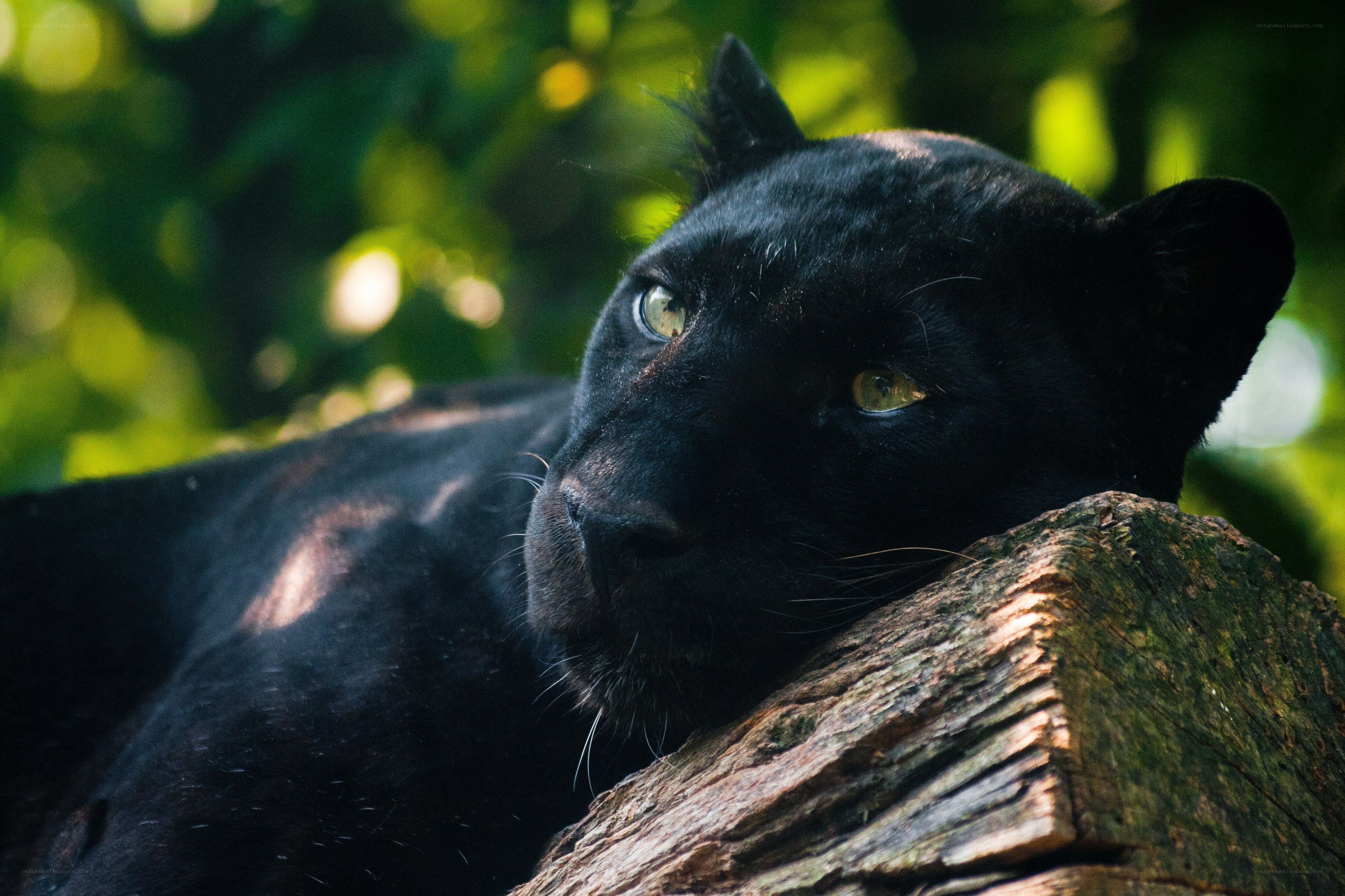 Black panther resting on log