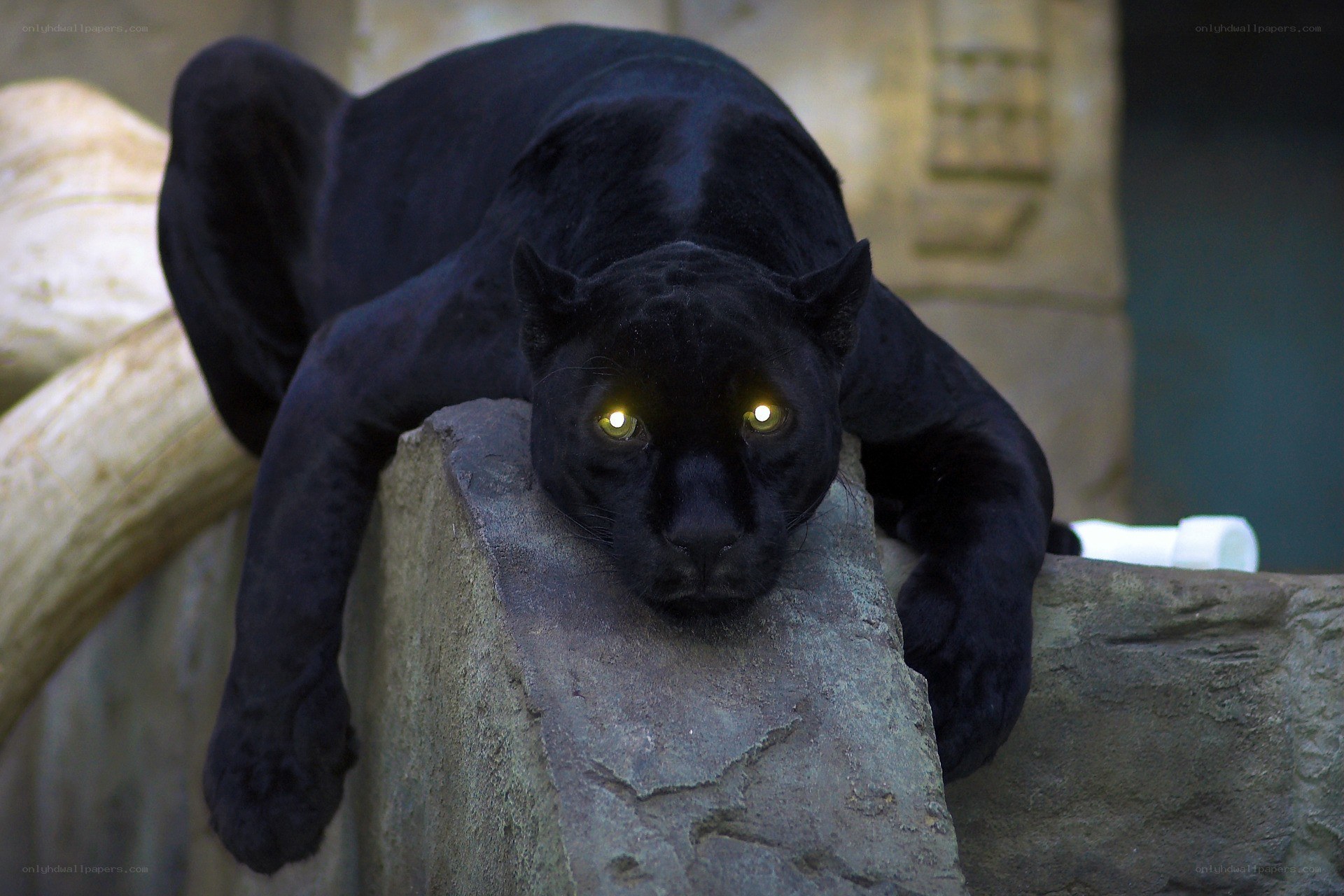 black panther resting on rock