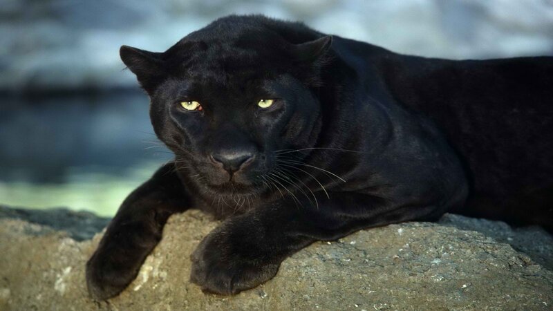 Black panther resting on rock
