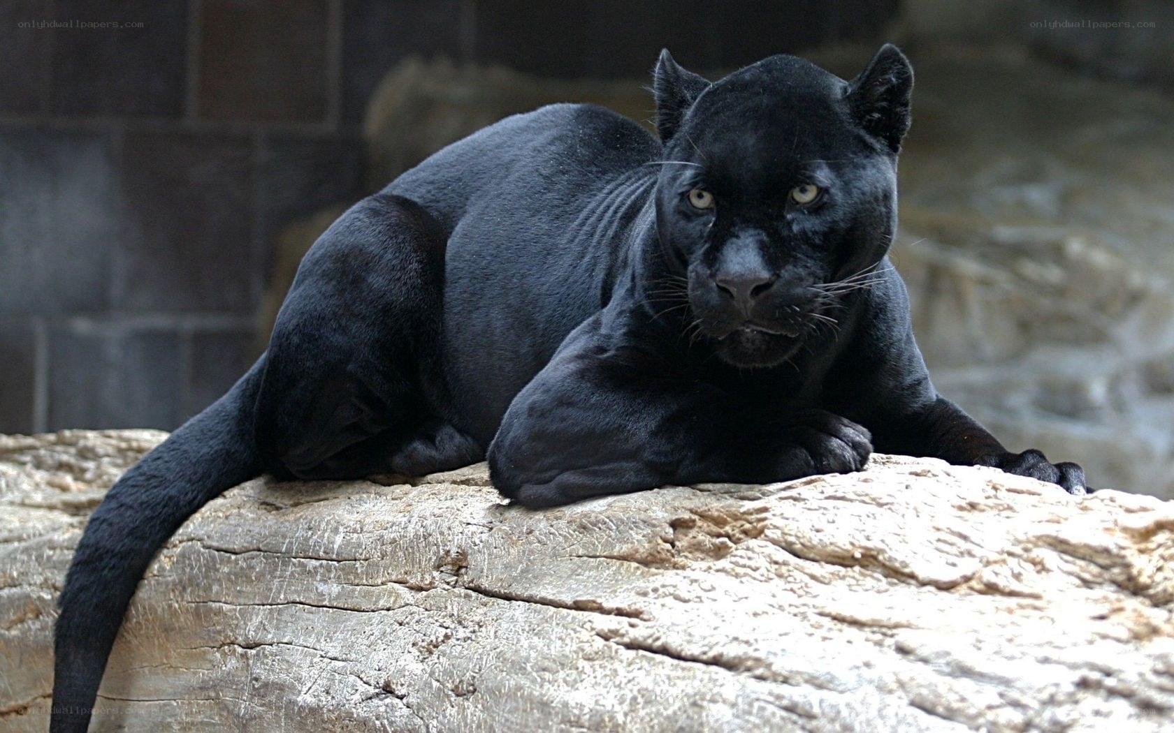 Black panther resting on rock