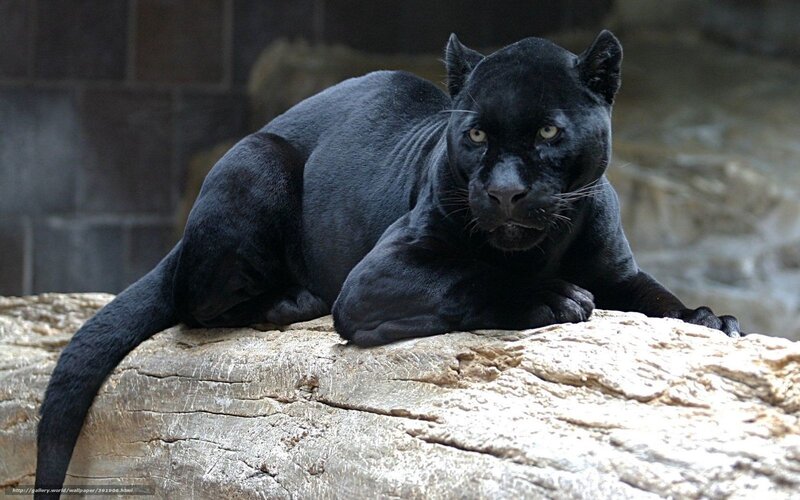 Black panther resting on rock