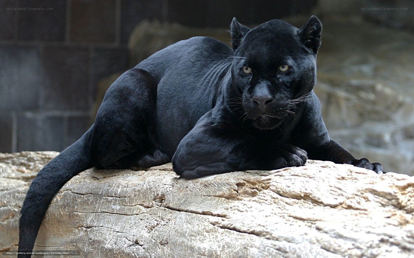 Black panther resting on rock