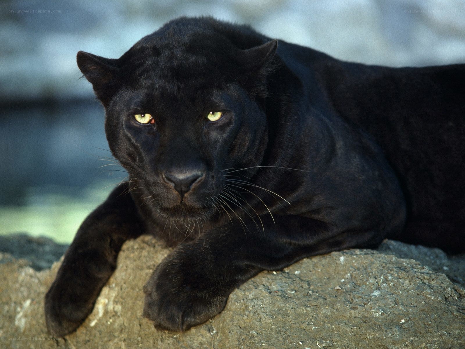 Black panther resting on rock