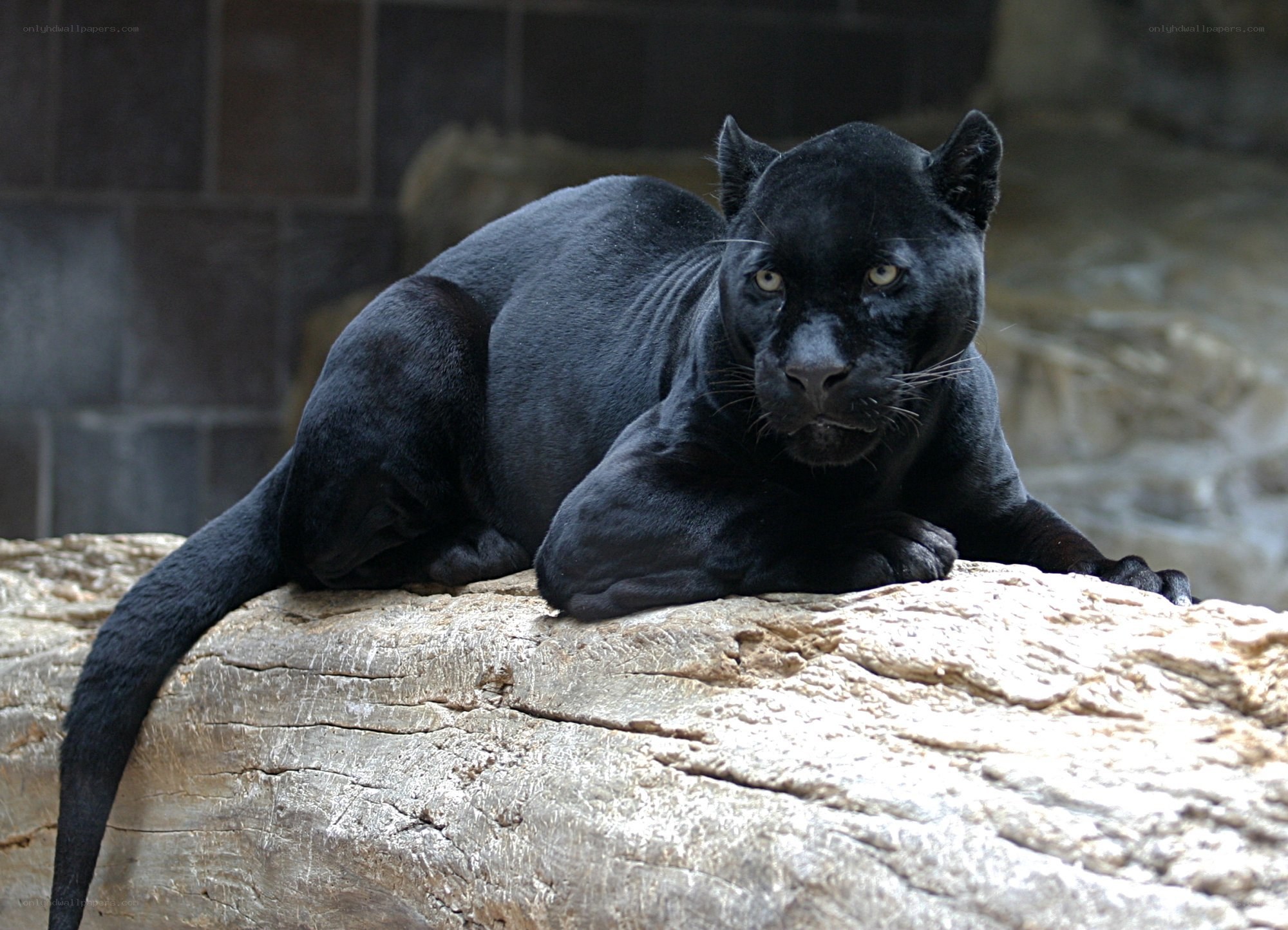 Black panther resting on rock