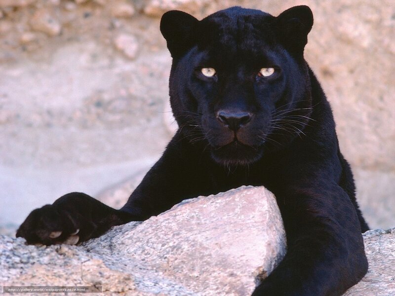 Black panther resting on rock
