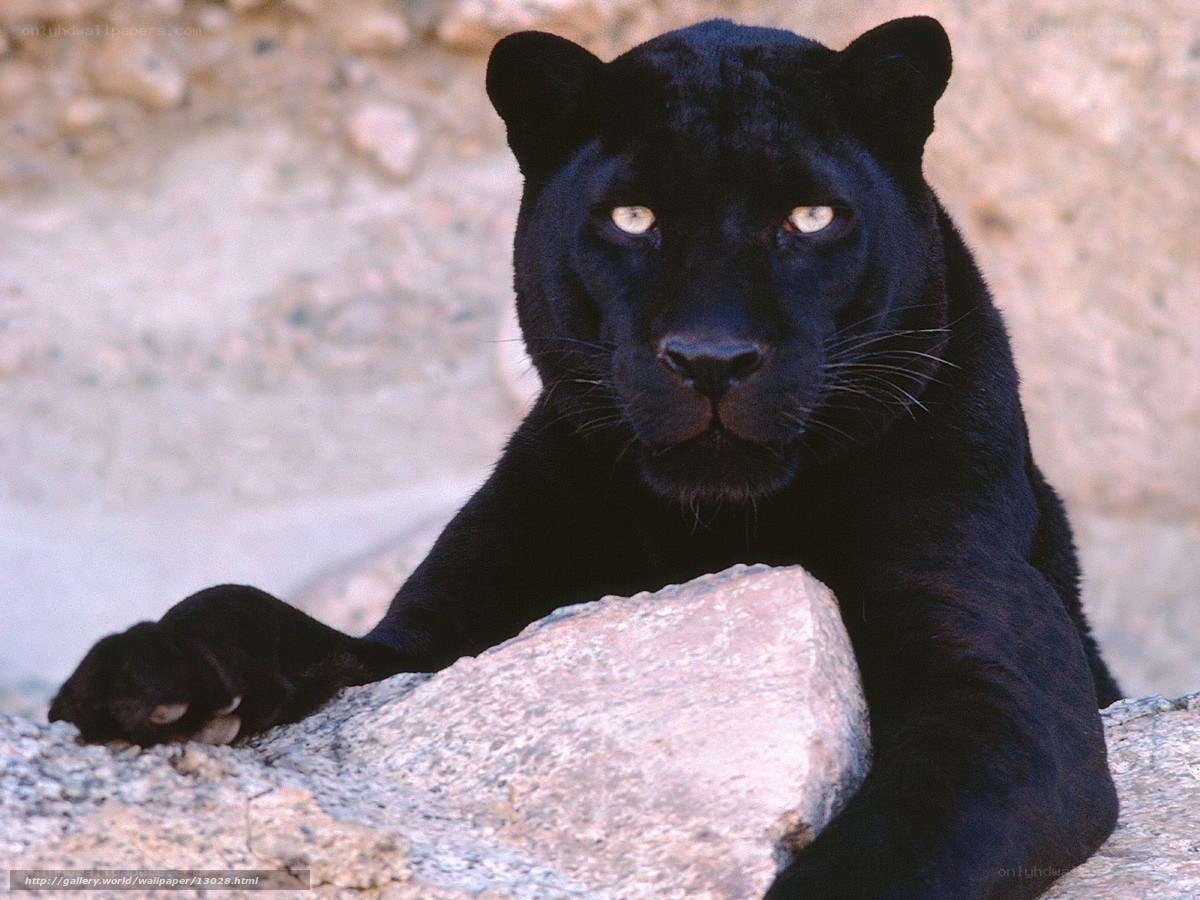 Black panther resting on rock